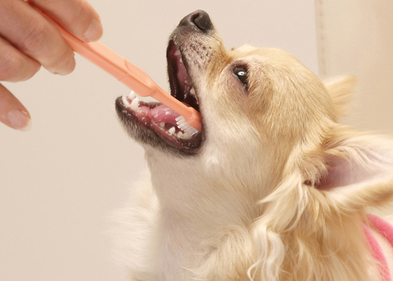 犬・猫の歯磨きについて