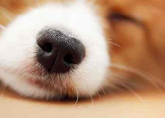 犬の鼻紋