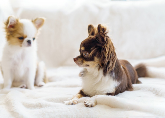 子犬を迎え入れるには