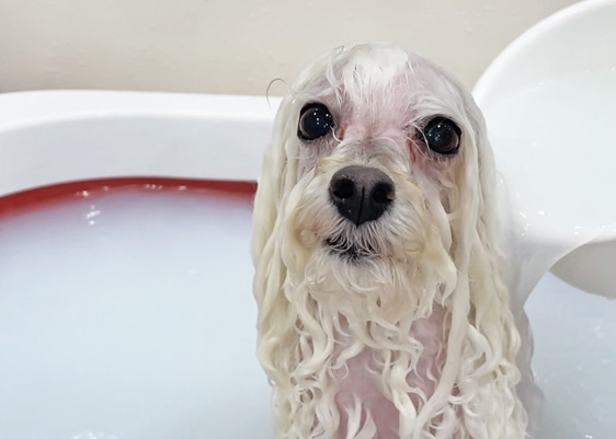 ダーマモイストバスについて